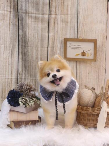 20241005モコくん